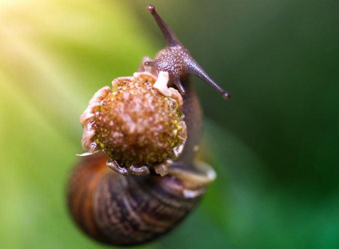 Wallpaper snail, eating flower, green background, nature, Animals 4296413967